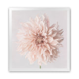 Shop Pastel Peach Dahlia Flower (Square) Art Print-Botanicals, Florals, Neutrals, Pink, Square, View All-framed painted poster wall decor artwork