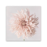 Shop Pastel Peach Dahlia Flower (Square) Canvas Art Print-Botanicals, Florals, Neutrals, Pink, Square, View All-framed wall decor artwork