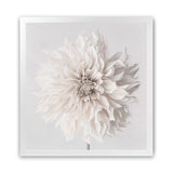 Shop Cream White Dahlia Flower (Square) Art Print-Botanicals, Florals, Square, View All, White-framed painted poster wall decor artwork