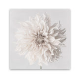 Shop Cream White Dahlia Flower (Square) Art Print-Botanicals, Florals, Square, View All, White-framed painted poster wall decor artwork