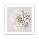 Shop Cream White Dahlia Flower (Square) Art Print-Botanicals, Florals, Square, View All, White-framed painted poster wall decor artwork