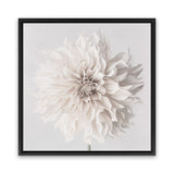Shop Cream White Dahlia Flower (Square) Canvas Art Print-Botanicals, Florals, Square, View All, White-framed wall decor artwork