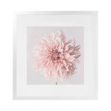Shop Pastel Pink Dahlia Flower (Square) Art Print-Botanicals, Florals, Pink, Square, View All-framed painted poster wall decor artwork