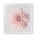 Shop Pastel Pink Dahlia Flower (Square) Art Print-Botanicals, Florals, Pink, Square, View All-framed painted poster wall decor artwork