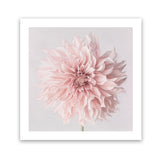 Shop Pastel Pink Dahlia Flower (Square) Art Print-Botanicals, Florals, Pink, Square, View All-framed painted poster wall decor artwork
