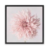 Shop Pastel Pink Dahlia Flower (Square) Canvas Art Print-Botanicals, Florals, Pink, Square, View All-framed wall decor artwork