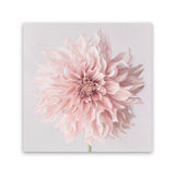 Shop Pastel Pink Dahlia Flower (Square) Canvas Art Print-Botanicals, Florals, Pink, Square, View All-framed wall decor artwork
