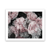 Shop Pink Blooms II Art Print-Black, Botanicals, Florals, Horizontal, Landscape, Pink, Rectangle, View All-framed painted poster wall decor artwork