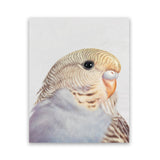 Shop Sammy The Budgerigar Art Print-Animals, Baby Nursery, Birds, Grey, Portrait, Rectangle, View All, Yellow-framed painted poster wall decor artwork