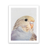 Shop Sammy The Budgerigar Art Print-Animals, Baby Nursery, Birds, Grey, Portrait, Rectangle, View All, Yellow-framed painted poster wall decor artwork