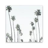 Shop California Palms II (Square) Art Print-Botanicals, Coastal, Green, Square, Tropical, View All, White-framed painted poster wall decor artwork