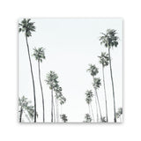 Shop California Palms II (Square) Canvas Art Print-Coastal, Green, Square, Tropical, View All, White-framed wall decor artwork
