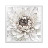 Shop Divine Dahlia III (Square) Art Print-Botanicals, Florals, Hamptons, Square, View All, White-framed painted poster wall decor artwork