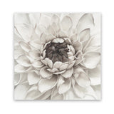 Shop Divine Dahlia III (Square) Art Print-Botanicals, Florals, Hamptons, Square, View All, White-framed painted poster wall decor artwork