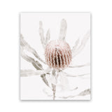 Shop Banksia I Photo Art Print-Botanicals, Florals, Hamptons, Nature, Photography, Pink, Portrait, View All-framed poster wall decor artwork
