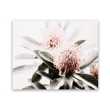 Shop Waratah Flowers Photo Art Print-Botanicals, Florals, Green, Hamptons, Landscape, Nature, Photography, Pink, View All-framed poster wall decor artwork