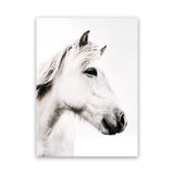 Shop Icelandic Horse Photo Canvas Art Print-Animals, Photography, Photography Canvas Prints, Portrait, Rectangle, View All, White-framed wall decor artwork