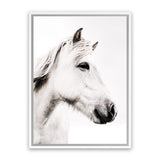 Shop Icelandic Horse Photo Canvas Art Print-Animals, Photography, Photography Canvas Prints, Portrait, Rectangle, View All, White-framed wall decor artwork