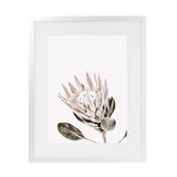 Shop King Protea Photo Art Print-Botanicals, Florals, Photography, Pink, Portrait, Rectangle, View All, White-framed poster wall decor artwork