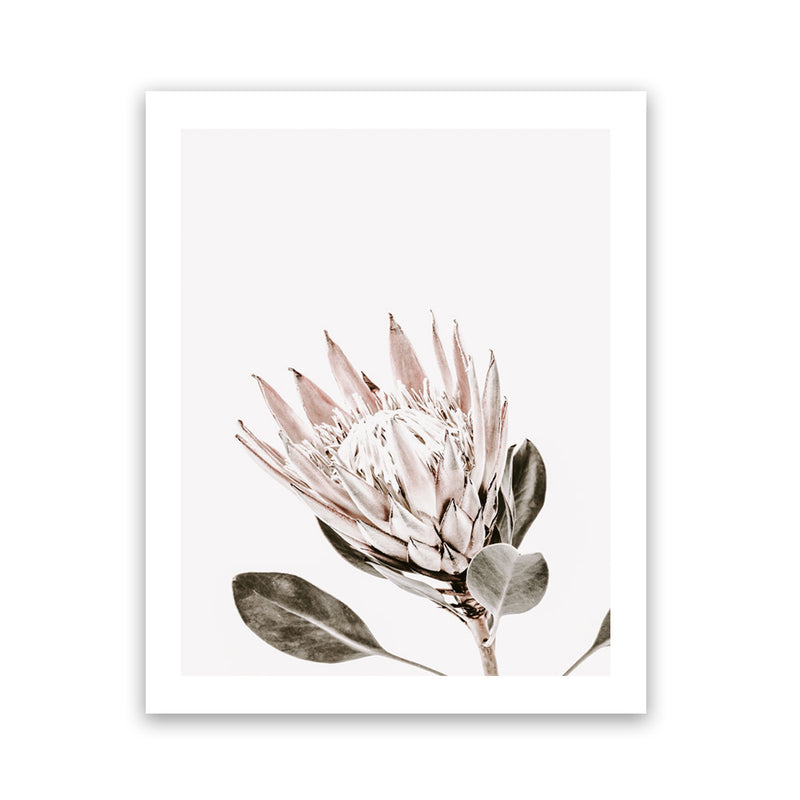 Shop King Protea Photo Art Print-Botanicals, Florals, Photography, Pink, Portrait, Rectangle, View All, White-framed poster wall decor artwork