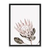 Shop King Protea Photo Canvas Art Print-Botanicals, Florals, Photography, Photography Canvas Prints, Pink, Portrait, Rectangle, View All, White-framed wall decor artwork