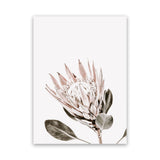 Shop King Protea Photo Canvas Art Print-Botanicals, Florals, Photography, Photography Canvas Prints, Pink, Portrait, Rectangle, View All, White-framed wall decor artwork