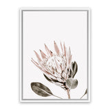 Shop King Protea Photo Canvas Art Print-Botanicals, Florals, Photography, Photography Canvas Prints, Pink, Portrait, Rectangle, View All, White-framed wall decor artwork