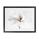 Shop White Magnolia Flower Photo Art Print-Botanicals, Florals, Horizontal, Landscape, Photography, Rectangle, View All, White-framed poster wall decor artwork