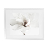 Shop White Magnolia Flower Photo Art Print-Botanicals, Florals, Horizontal, Landscape, Photography, Rectangle, View All, White-framed poster wall decor artwork