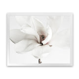 Shop White Magnolia Flower Photo Art Print-Botanicals, Florals, Horizontal, Landscape, Photography, Rectangle, View All, White-framed poster wall decor artwork