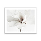 Shop White Magnolia Flower Photo Art Print-Botanicals, Florals, Horizontal, Landscape, Photography, Rectangle, View All, White-framed poster wall decor artwork