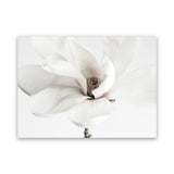 Shop White Magnolia Flower Photo Canvas Art Print-Botanicals, Florals, Horizontal, Landscape, Photography, Photography Canvas Prints, Rectangle, View All, White-framed wall decor artwork