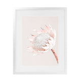 Shop Pastel Protea I Photo Art Print-Botanicals, Florals, Photography, Pink, Portrait, Rectangle, View All-framed poster wall decor artwork