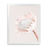Shop Pastel Protea I Photo Art Print-Botanicals, Florals, Photography, Pink, Portrait, Rectangle, View All-framed poster wall decor artwork