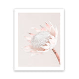 Shop Pastel Protea I Photo Art Print-Botanicals, Florals, Photography, Pink, Portrait, Rectangle, View All-framed poster wall decor artwork