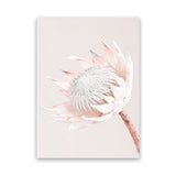 Shop Pastel Protea I Photo Canvas Art Print-Botanicals, Florals, Photography, Photography Canvas Prints, Pink, Portrait, Rectangle, View All-framed wall decor artwork