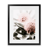 Shop Waratah Flowers II Photo Art Print-Botanicals, Florals, Hamptons, Nature, Photography, Pink, Portrait, View All-framed poster wall decor artwork