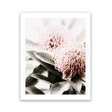 Shop Waratah Flowers II Photo Art Print-Botanicals, Florals, Hamptons, Nature, Photography, Pink, Portrait, View All-framed poster wall decor artwork
