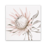 Shop King Protea II (Square) Photo Art Print-Florals, Hamptons, Photography, Pink, Square, View All-framed poster wall decor artwork