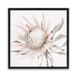 Shop King Protea II (Square) Photo Canvas Art Print-Florals, Hamptons, Photography Canvas Prints, Pink, Square, View All-framed wall decor artwork