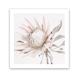 Shop King Protea II (Square) Photo Art Print-Florals, Hamptons, Photography, Pink, Square, View All-framed poster wall decor artwork