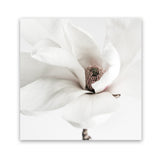 Shop White Magnolia (Square) Photo Art Print-Florals, Hamptons, Photography, Square, View All, White-framed poster wall decor artwork
