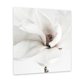 Shop White Magnolia (Square) Photo Canvas Art Print-Florals, Hamptons, Photography Canvas Prints, Square, View All, White-framed wall decor artwork