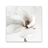 Shop White Magnolia (Square) Photo Canvas Art Print-Florals, Hamptons, Photography Canvas Prints, Square, View All, White-framed wall decor artwork