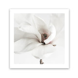 Shop White Magnolia (Square) Photo Art Print-Florals, Hamptons, Photography, Square, View All, White-framed poster wall decor artwork