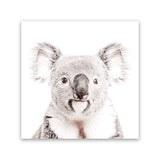 Shop Koala (Square) Photo Canvas Art Print-Animals, Baby Nursery, Grey, Photography Canvas Prints, Square, View All, White-framed wall decor artwork