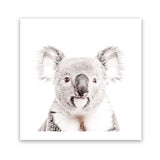 Shop Koala (Square) Photo Art Print-Animals, Baby Nursery, Grey, Photography, Square, View All, White-framed poster wall decor artwork