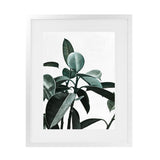Shop Rubber Plant II Art Print-Botanicals, Green, Portrait, Rectangle, View All-framed painted poster wall decor artwork