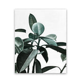 Shop Rubber Plant II Art Print-Botanicals, Green, Portrait, Rectangle, View All-framed painted poster wall decor artwork