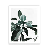 Shop Rubber Plant II Art Print-Botanicals, Green, Portrait, Rectangle, View All-framed painted poster wall decor artwork